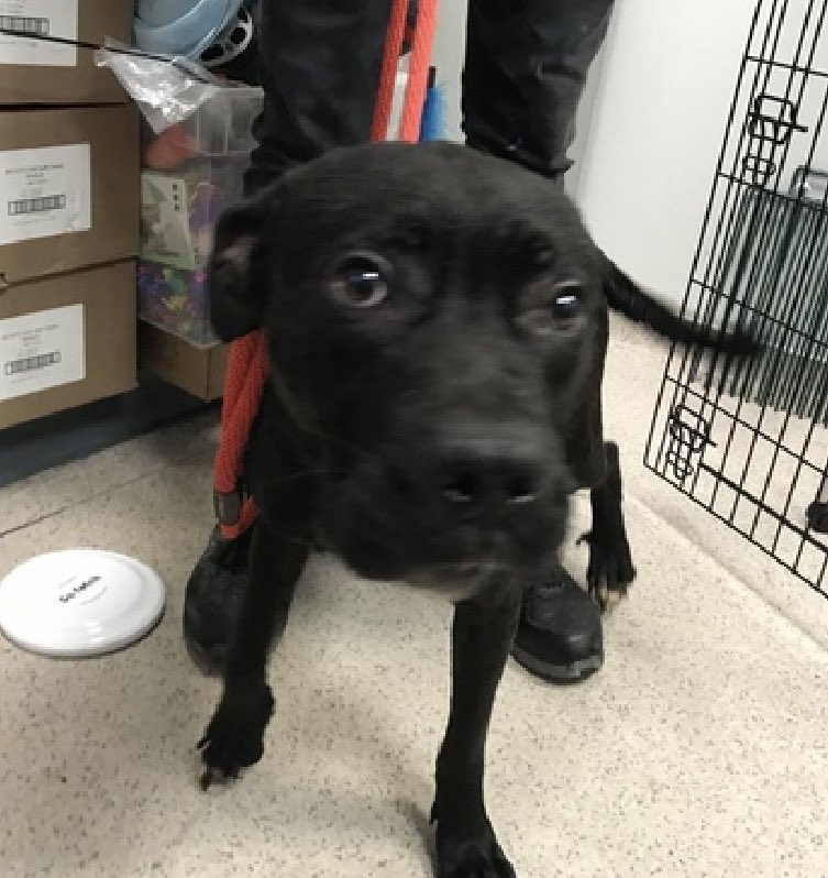 Keith Olbermann's Dogs tweet media