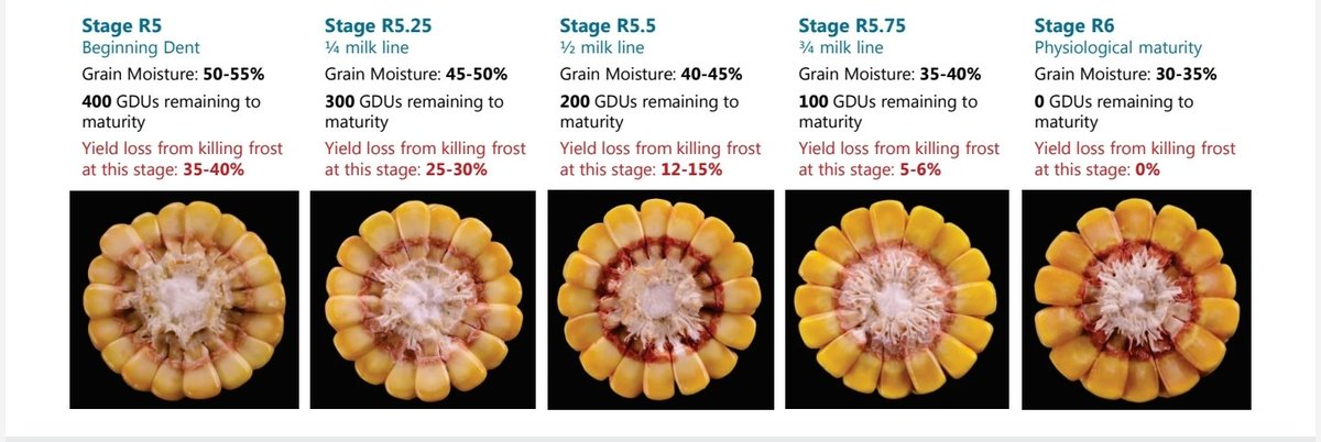 A helpful guide to corn maturity and drydown from <a href="/PioneerSeeds/">Pioneer Seeds U.S.</a>