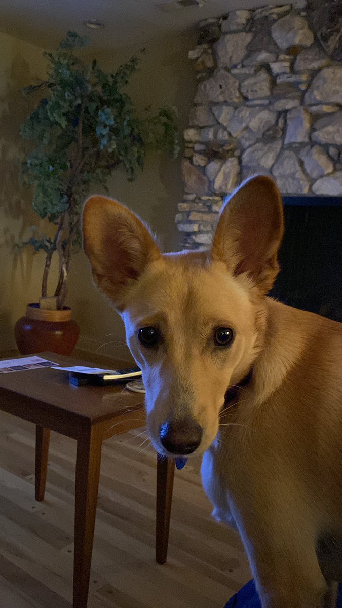 ShastathePlaid's tweet photo. @wahlstedt007 Do you get to watch TV in peace in Germany or do you have a puppy too? https://t.co/U9PzLG1QWx