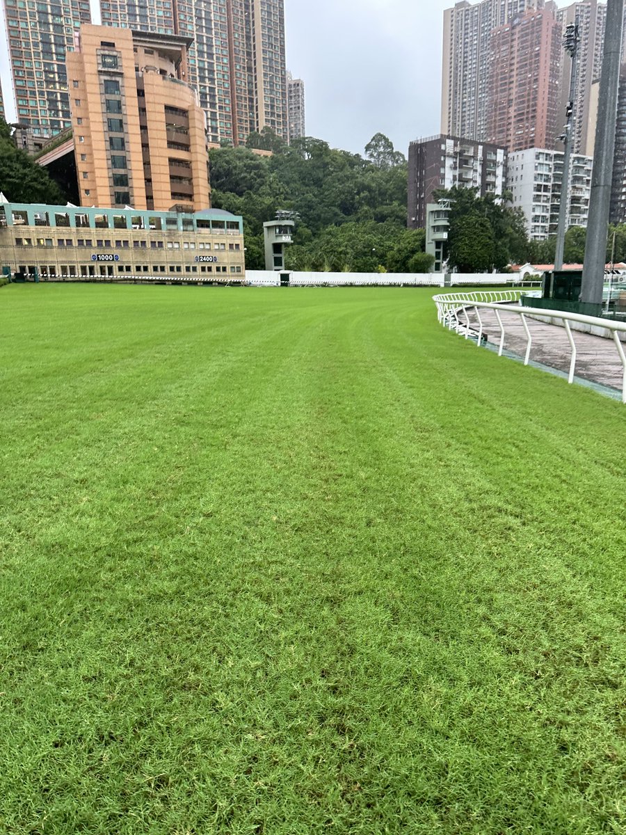 shiggins1717's tweet image. 575mm of rain overnight and  track raceable  at Happy Valley. 
Miracle drainage.