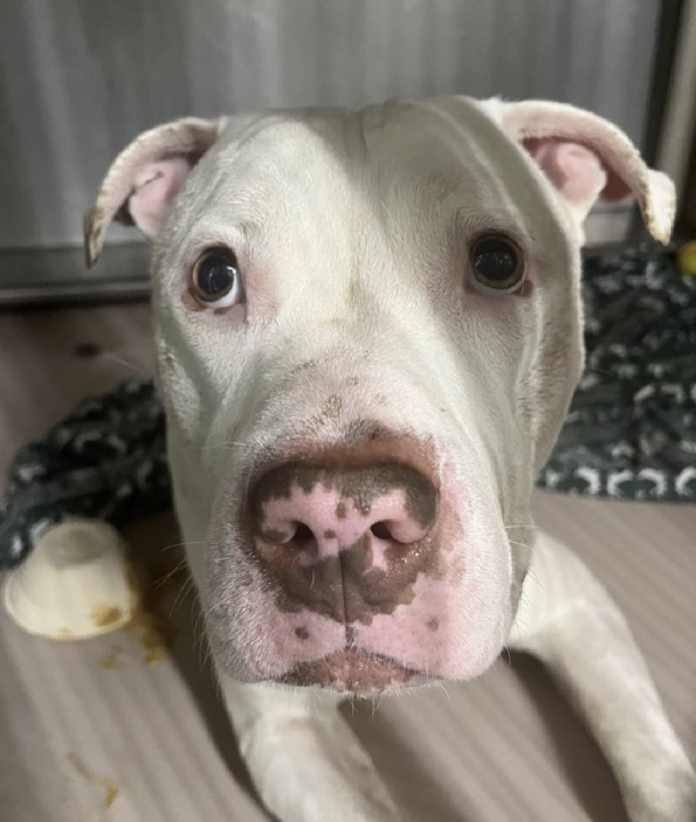 Keith Olbermann's Dogs tweet media