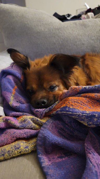 My Tucker is home! 😁 He had 10 teeth removed 😬.  He is on many medications while he heals. He's groggy