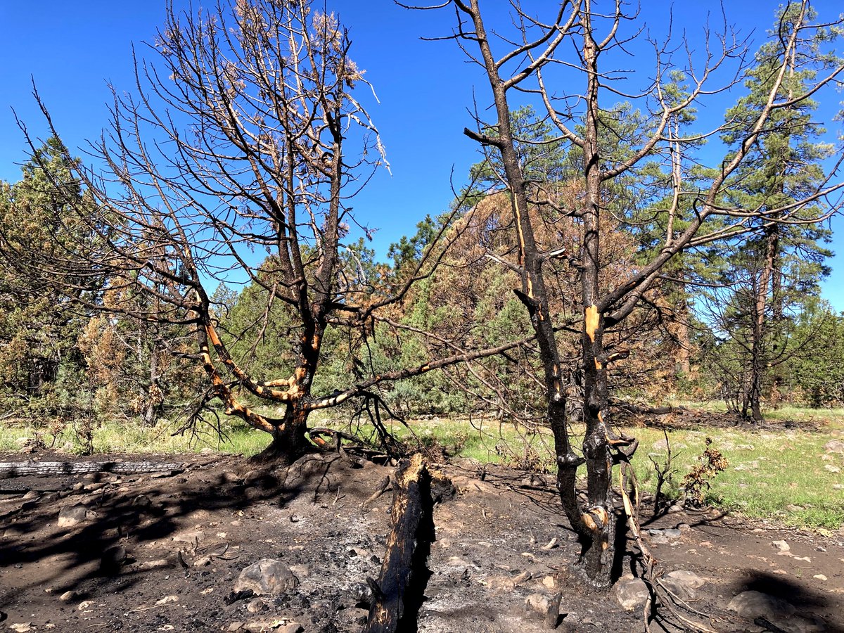 PrestonMcMurry's tweet image. #KingsnakeHikes the General Crook Trail near Twentynine Mile Butte in @CoconinoNF : 1) Damage from July's #WilburFire. 2) Chevron burnt off a tree. I nailed it back on with a rock. 3) The trail, such as it is. 4) Pineywoods spiderwort.