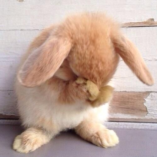 RabbitEveryHour's tweet photo. https://t.co/c5jJDvgAHx