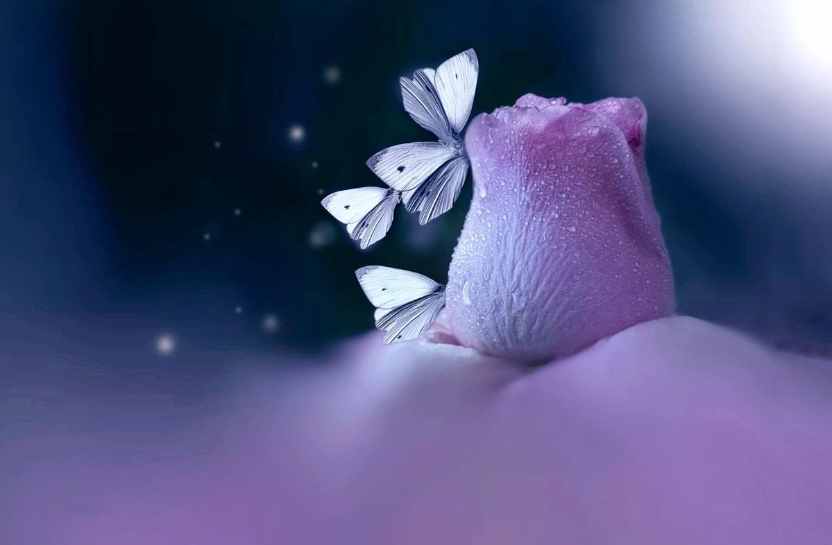 AnhelodeLuz's tweet photo. A veces,
basta con tener
un Corazón inocente,
para sentir paz. https://t.co/xAhKNpeoy1