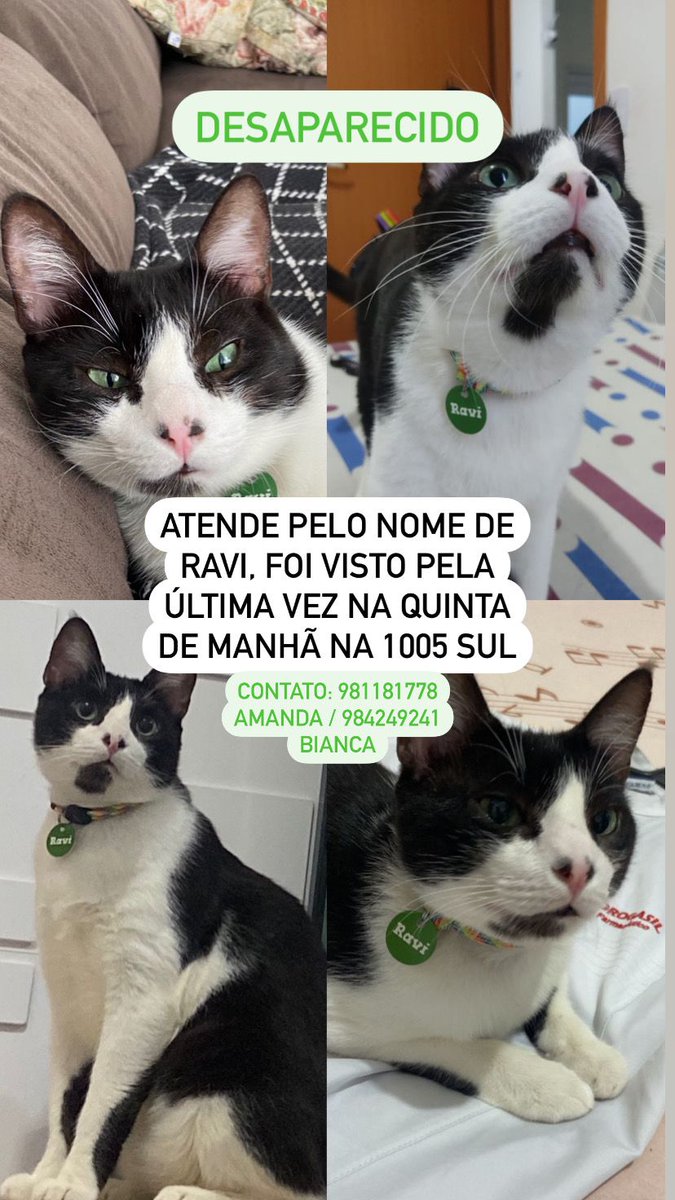 lostinpmw's tweet photo. Gente quem puder ajudar!
Ele é muito mansinho, castrado, se vc chama ele vem. Ficou bem assustado quando mudamos de casa 💔 https://t.co/qpEHQw0q4w