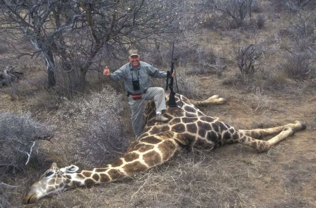 "Well done. You managed to shoot a stationery, 14 foot peaceful creature with a high velocity rifle. Very sporting!" 

RT if you want a GLOBAL ban on #TrophyHunting.