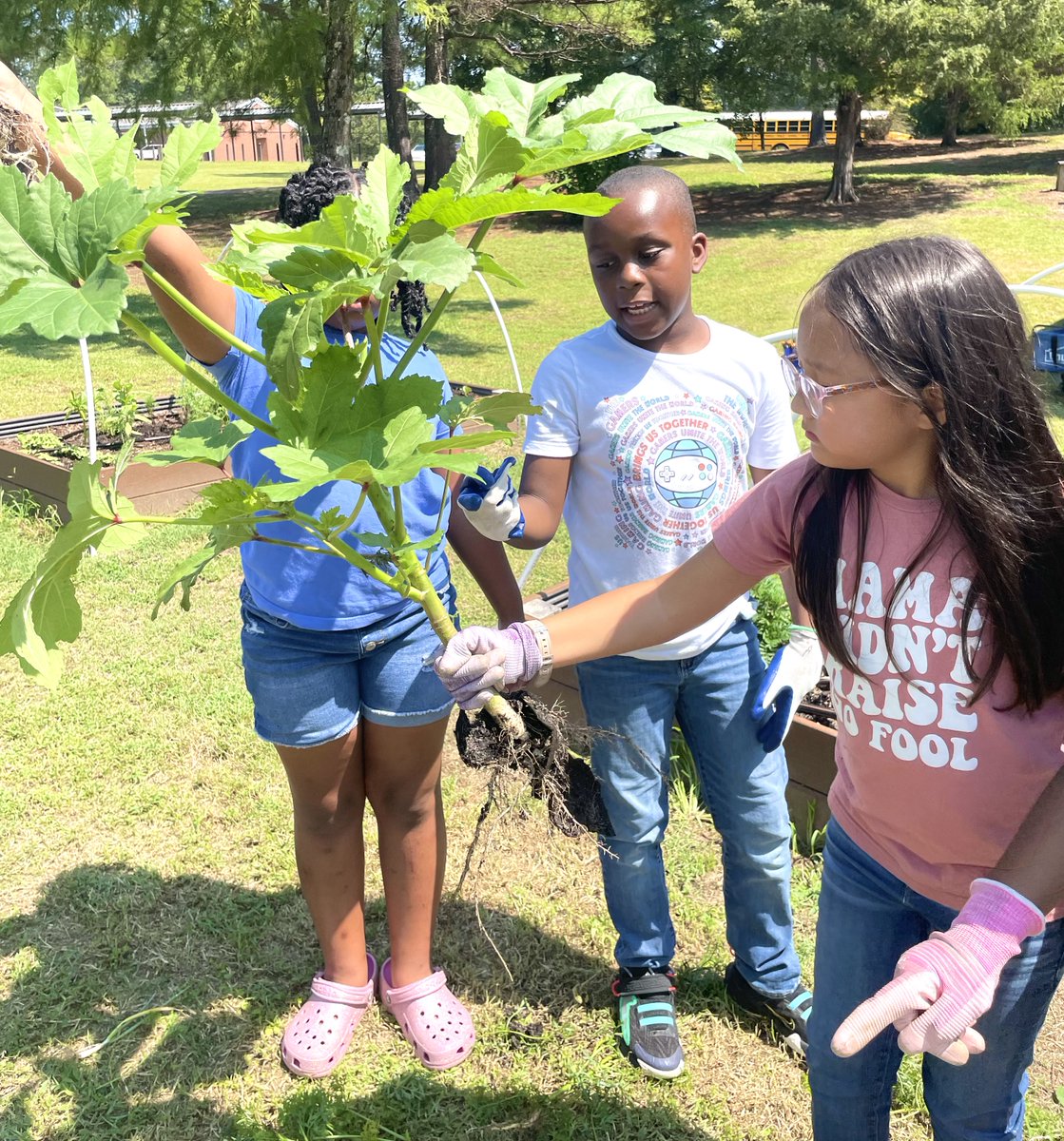 tupeloschools's tweet photo. It was Carrot Pulling Day and planting sunflowers and cucumbers at @Lawndale_TPSD today with Ms. West’s third grade gifted class. #TPSD https://t.co/48VVjww1rJ