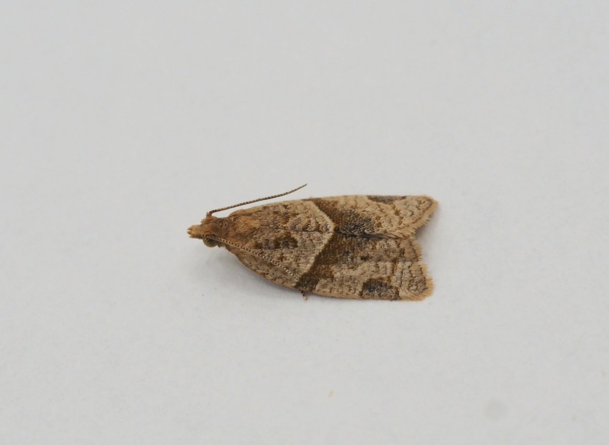 InvertDan's tweet image. Clepsis peritana, Garden Tortrix, taken to actinic light in my North Essex garden last night. A tiny tortrix hiding amongst the dozen or so LBAM!