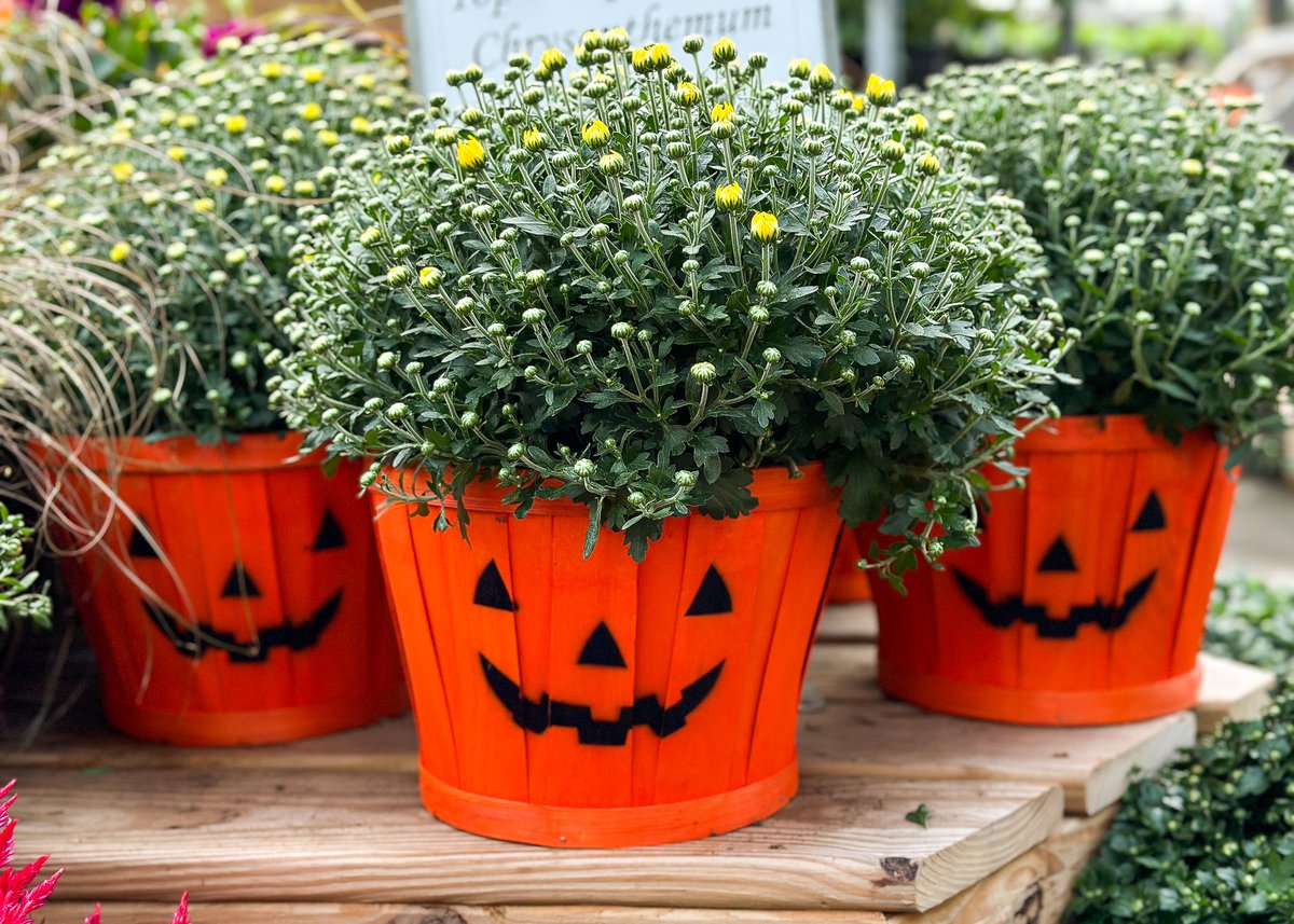 Bates Nursery tweet media