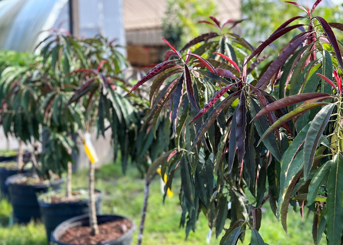 Bates Nursery tweet media