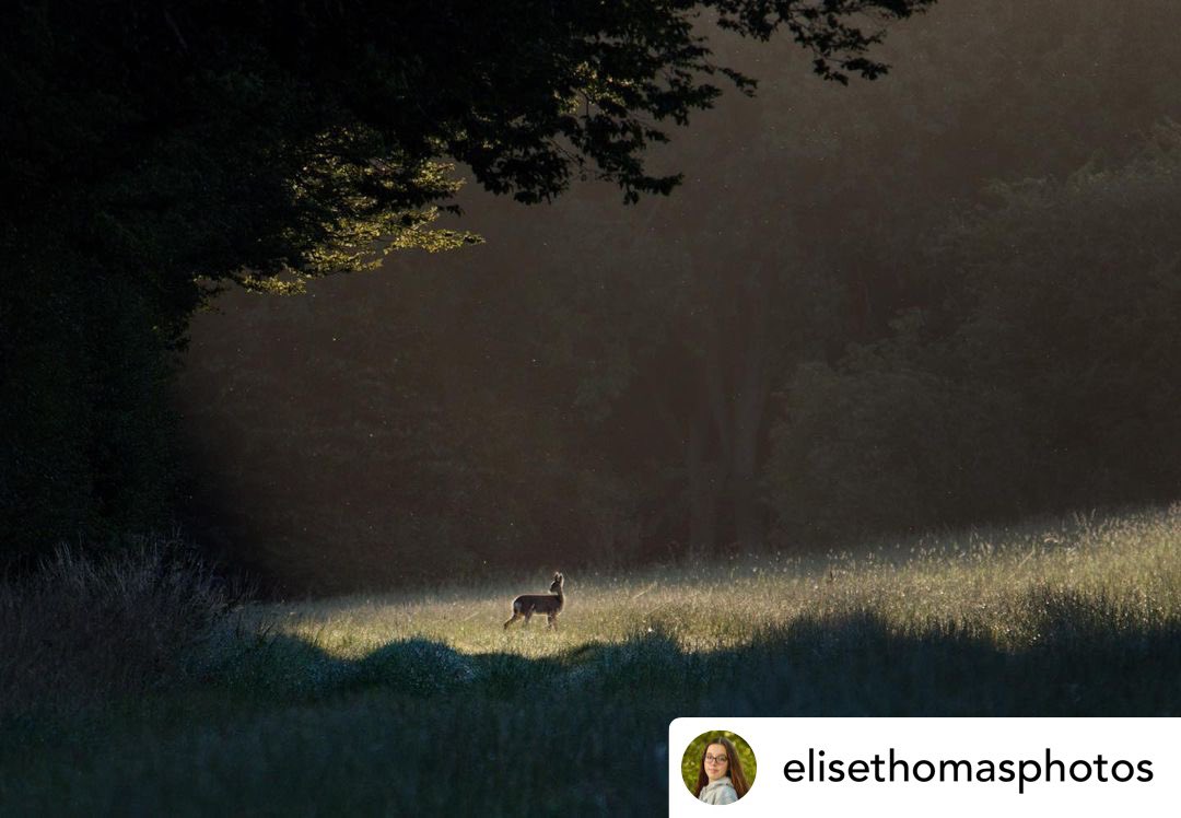 RIP Elise Thomas❤️

Today friends &amp; family said goodbye to this talented young lady.

I knew Elsie through her stunning photography that had gained high recognition and awards. She was only 17. She had only started her career &amp; passion in lockdown. 

Such a loss to our world.
