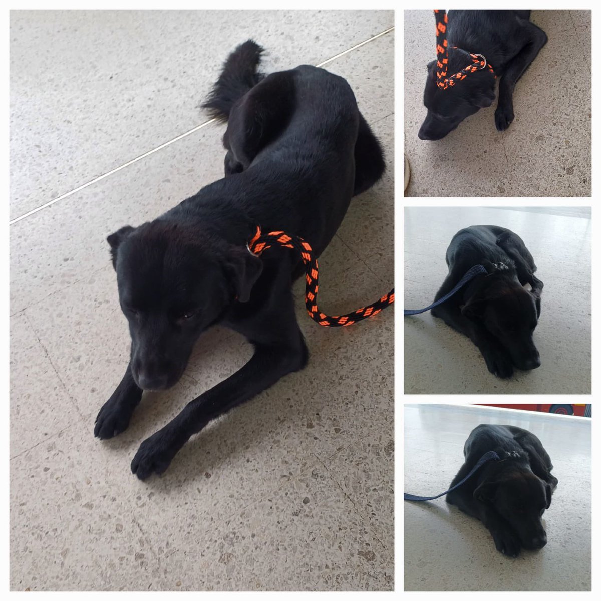 TransMilenio's tweet photo. 🚨 ¡Atención comunidad! 🚨 
 
Este amigo 🐕 llegó al Portal Tunal perdido, si alguien conoce a su familia o quiere brindarle un nuevo hogar, estaremos atentos a los comentarios o a nuestro DM. 🥺 https://t.co/yjdCR5pOUr
