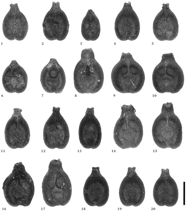 DS_tone's tweet photo. Grape/morphometric paper - 'Wild or cultivated? a study of Vitis sylvestris in natura in Slovakia and implications for archaeology and archaeobotany (morphometric approach)'. 

https://t.co/mvWoL0zjS8

#archaeobotany #grape #wine #viticulture https://t.co/8gJPosg65o
