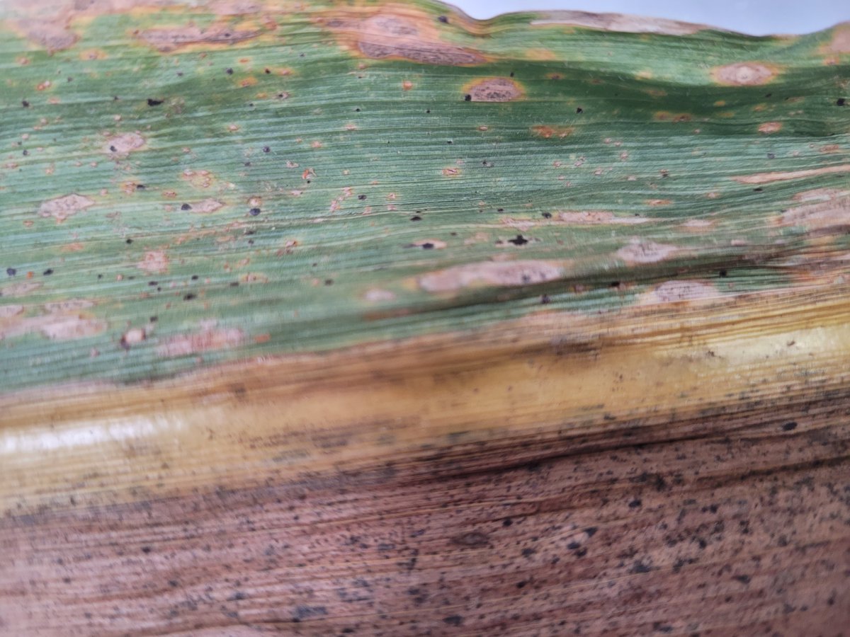 Tar spot confirmed in Caldwell County, KY. Our first find in 2023. No management needed with harvest beginning across the state, but if you see something suspicious let us know so we can track it! Shout out to <a href="/Agronomist_Whit/">Whitney Monin</a> for finding the disease! <a href="/UKExtension/">UK Extension</a> <a href="/UKAgriculture/">University of Kentucky Martin-Gatton CAFE</a>