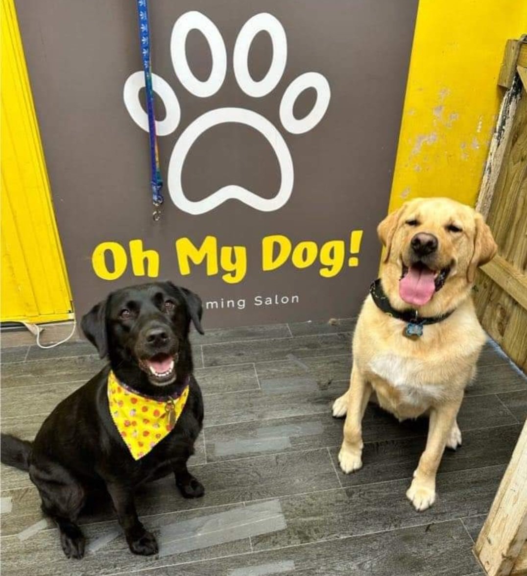 BelfastBlueFTGs's tweet image. Properly happy with themselves after they got groomed this evening, #supportdogs #assistantdogs