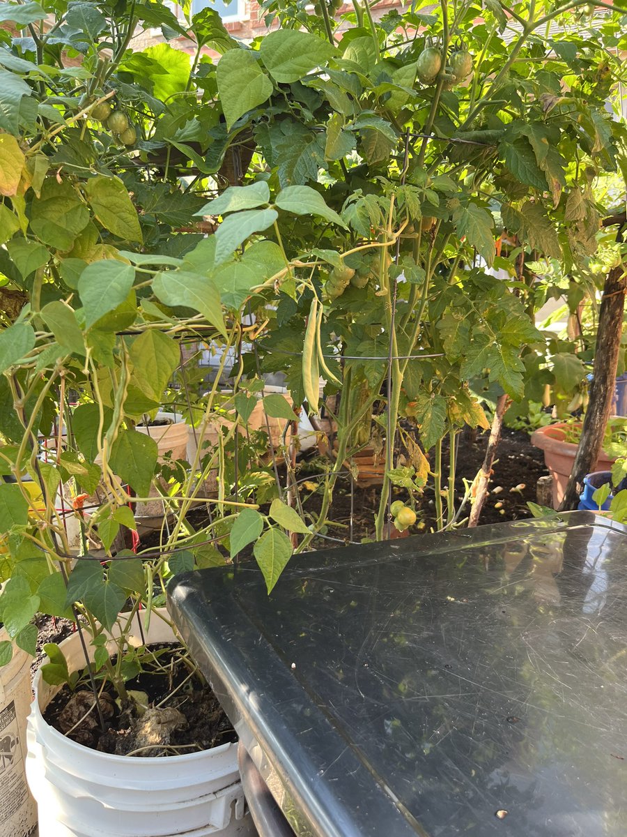 JeanYip3's tweet photo. Enjoying the late summer heat and introducing my new staff to the #ScarboroughAgincourt Community walk to say hello to constituents and talk about federal government services. Look 👀at the blooming gardens and vegetables! 🍅 https://t.co/0eAkpR0oRF