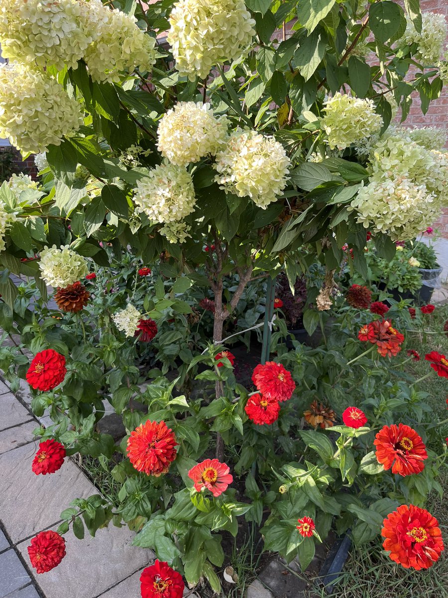 JeanYip3's tweet photo. Enjoying the late summer heat and introducing my new staff to the #ScarboroughAgincourt Community walk to say hello to constituents and talk about federal government services. Look 👀at the blooming gardens and vegetables! 🍅 https://t.co/0eAkpR0oRF