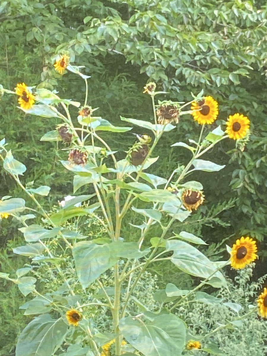 ElanaMintz202's tweet image. A fuzzy pic, but will make your challenge more fun. Can you spot the American Goldfinch? (I think there may actually be two in the pic….)
#Birding #ThisIsOutdoorLearning #Sunflowers @CornellBirds @TheBirdist