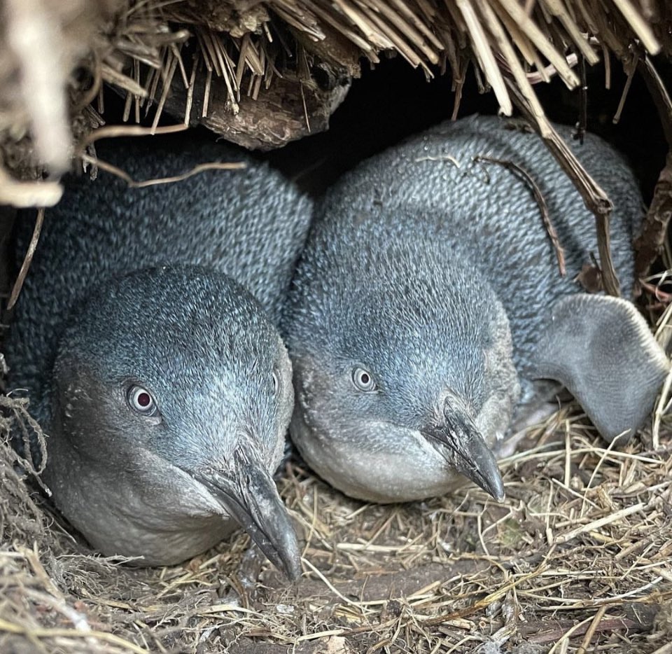 This #ThreatenedSpeciesDay I’m reflecting on how we keep ‘abundant’ seabirds &amp; marine mammals off the threatened species list &amp; identify the gaps in multiple knowledge types &amp; threatening processes we need to close to do it in an integrated way! #biodiversity #NaturePositive