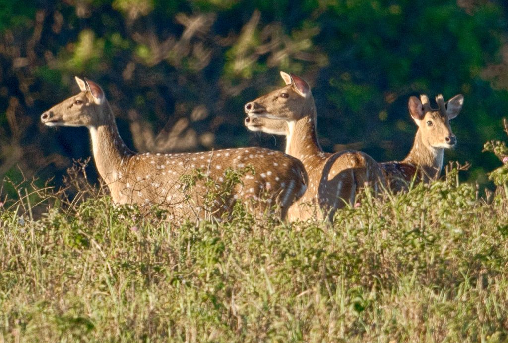 Applications for 2024 Lānaʻi Axis Deer Season to Open Monday, Sept. 18, 2023 Applications can be made at 𝘄𝘄𝘄.𝗴𝗼𝗵𝘂𝗻𝘁𝗵𝗮𝘄𝗮𝗶𝗶.𝗲𝗵𝗮𝘄𝗮𝗶𝗶.𝗴𝗼𝘃 by clicking on “𝗔𝗽𝗽𝗹𝘆 𝗳𝗼𝗿 𝗛𝘂𝗻𝘁𝘀.”