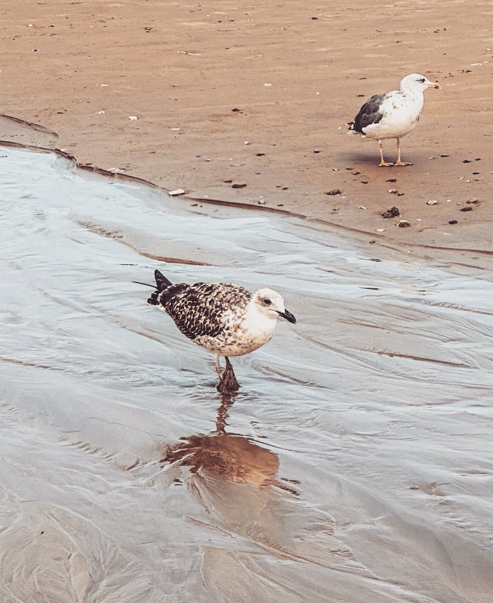 Siempre que veo alguna gaviota me vienen a la memoria 2 frases de Juan Salvador Gaviota, (Richard Bach,1970) 

📘 Tienes la libertad de ser tú mismo y nada se puede poner en tu camino.
📘 Una etapa ha terminado, y ha llegado la hora de que empiece otra.

Hoy mismo me ha ocurrido.