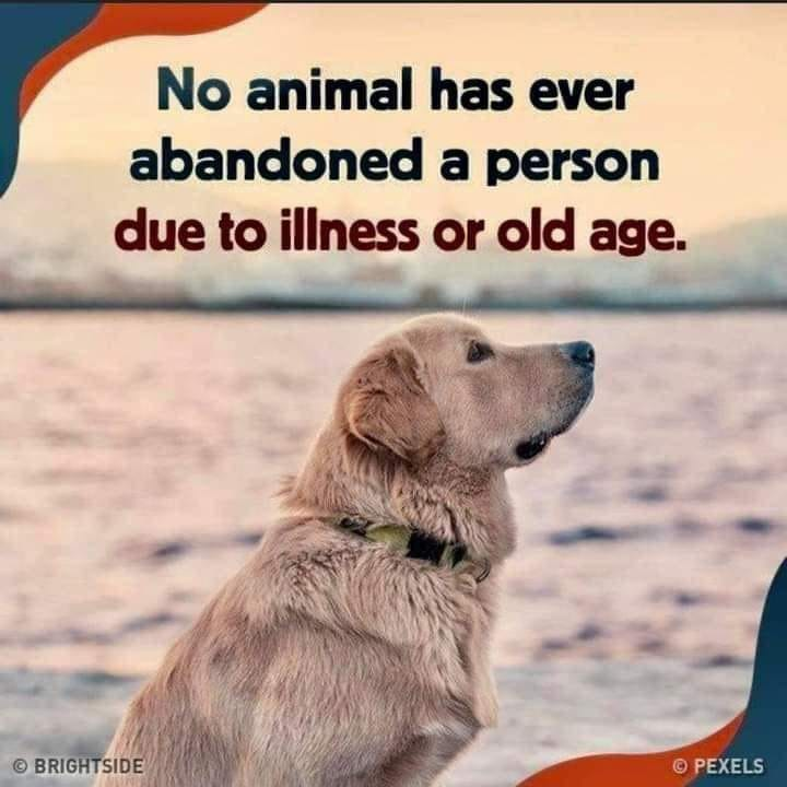 Palmetto Pyr Haven tweet media