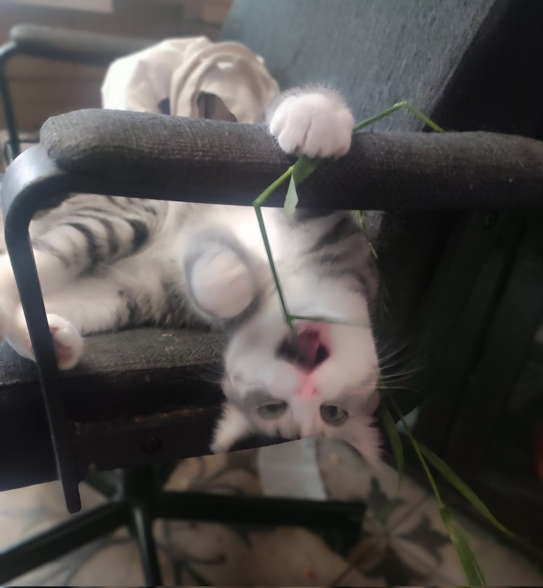 Розовый нос опоздал на #коточетверг!!