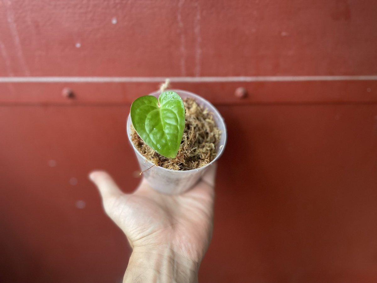 jungler_jp's tweet photo. ルクスの芽生え
Anthurium luxurians was sprouted. https://t.co/ucvbywjYe9