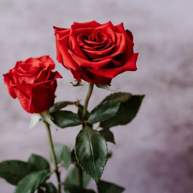 Carry out a random act of kindness and Love with no expectations.
One day, Someone might do the same for You 💗