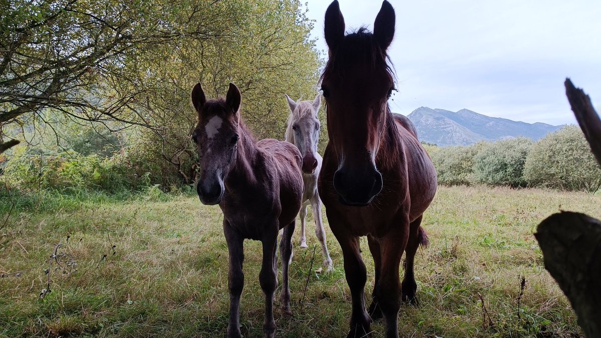 Pablo Pando tweet media