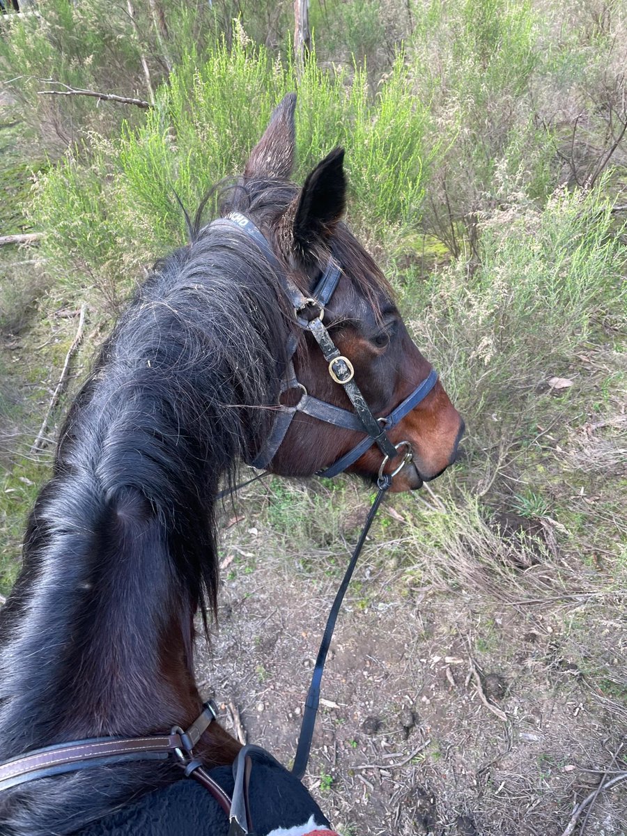 aryanejesusfer2's tweet photo. It's  not about getting more, it's about choosing more.#equinesofinstagram  #horsemanship #animalphotography #photoshoot #friesiansporthorse #pferd  #pferdesport #frison #dressage #friendship #friesianhorse  #friesianofinstagram #equestrianlife #equestrianfashion #equestrianstyle https://t.co/RzalTJvQYd