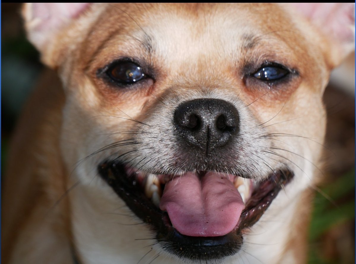 VPet1972's tweet photo. @WalkerPinkLabel @RaquelStecher @dvdnetflix I love hachi! Great movie! Named my boy Chachi! https://t.co/fMLp4n9WIz