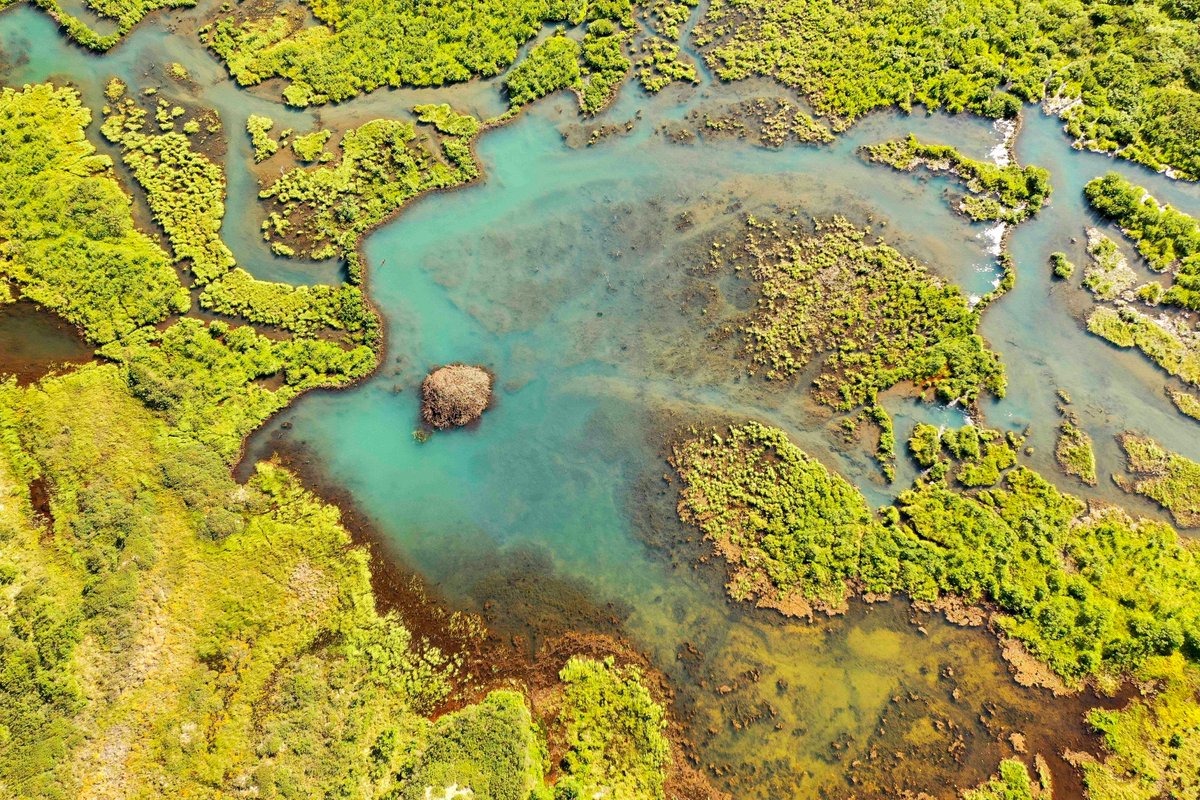 The climate-driven advance of beavers into the Arctic tundra is causing the release of more methane — a greenhouse gas — into the atmosphere. New research by the <a href="/UAFGI/">UAF Geophysical Institute</a>'s Ken Tape and others, including <a href="/NASAJPL/">NASA JPL</a>, explains. <a href="/uafairbanks/">UA Fairbanks</a> 
gi.alaska.edu/news/beaver-ac…