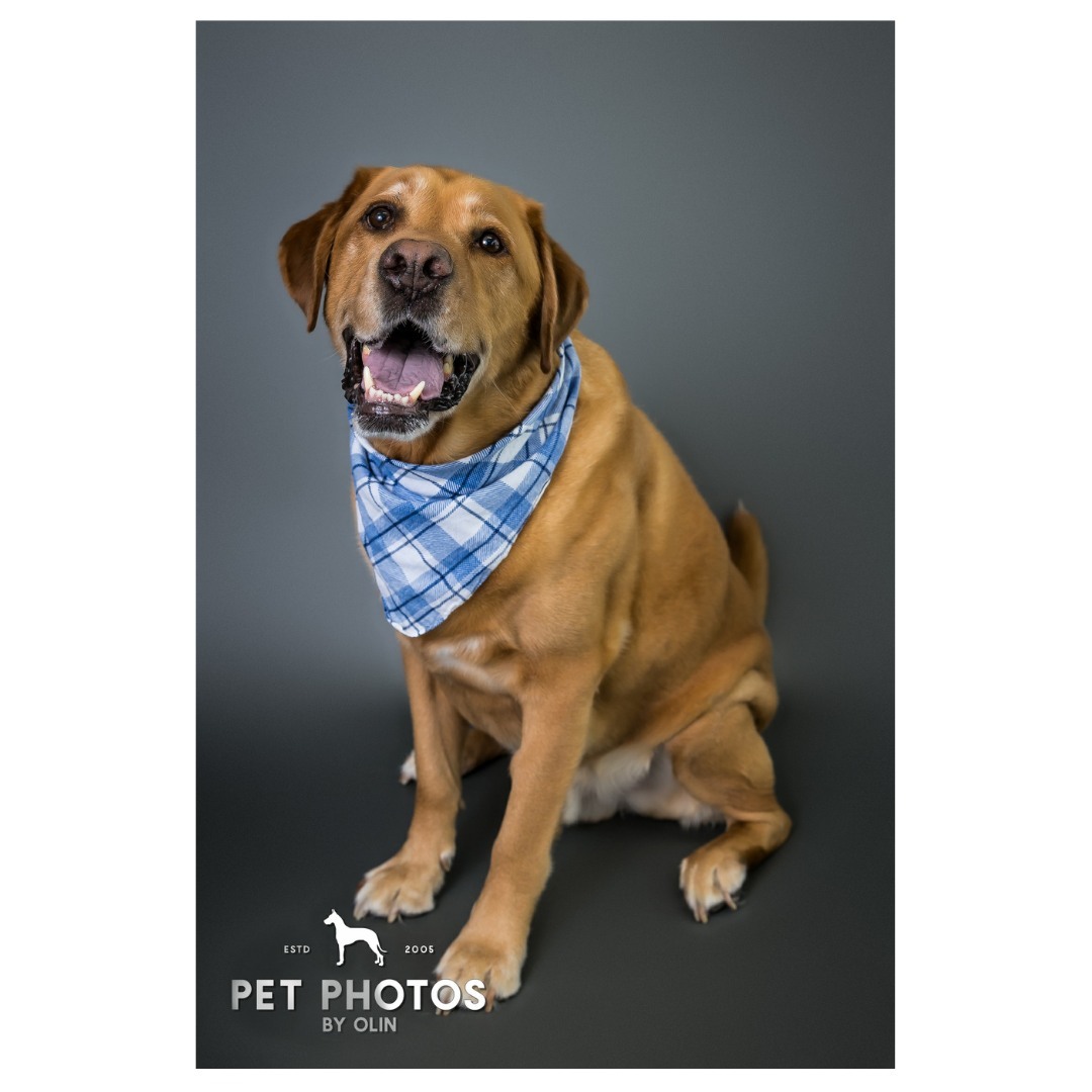 A sweet boy in his blue bandana 😭💙

#petportraits #petphotographer #dogportraits #sactowndogs #dogsofig #sacramentophotographer