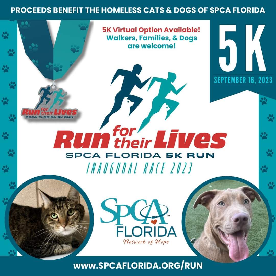 📣Ready, Set, RUN FOR THEIR LIVES! SPCA Florida is hosting a 5K Run benefiting the homeless cats and dogs. 👟 Walkers, families, and dogs are welcome! We also have a Kiddie Dash for children under 9 for only $10. Learn more/Sign up: Spcaflorida.org/run
