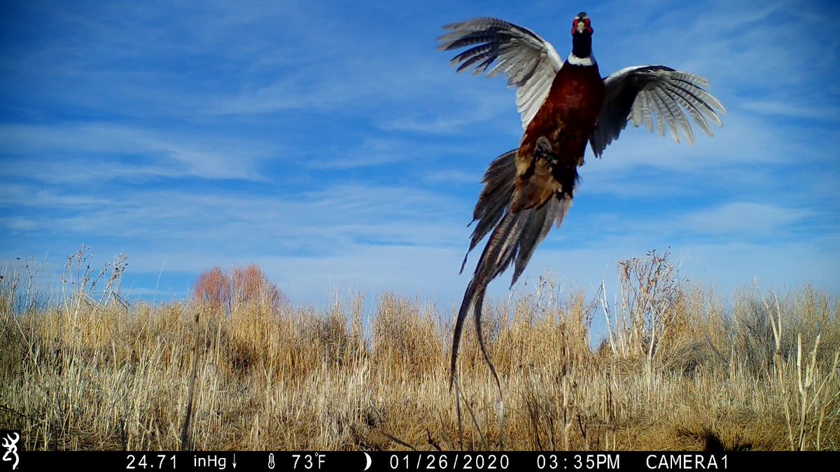BrowningCams's tweet photo. Rooster! What a great, crystal clear, action shot of a pheasant in flight, captured on none other than a Browning Trail Camera!
#TriggerSpeedThursday #browningcameras #youvegottoseethis #ThrowbackThursday #uplandbirdhunting #pheasant #trailcamology #trailcampics https://t.co/bz2wmGRyRZ
