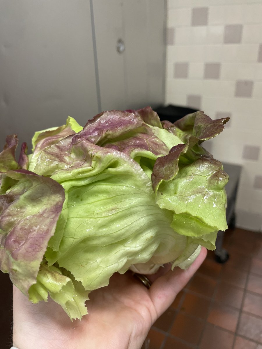 York Schools Nutrition tweet media
