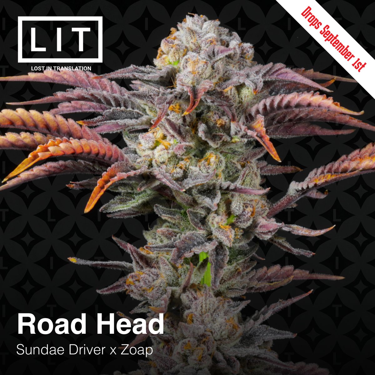 LitFarms's tweet photo. 🚗Road Head [ Sundae Driver x Zoap ]

Now available from https://t.co/OmrdIPGheC

#litfarms #RoadHeadStrain #lostintranslation #litgenetics https://t.co/QQ9vxLCpla