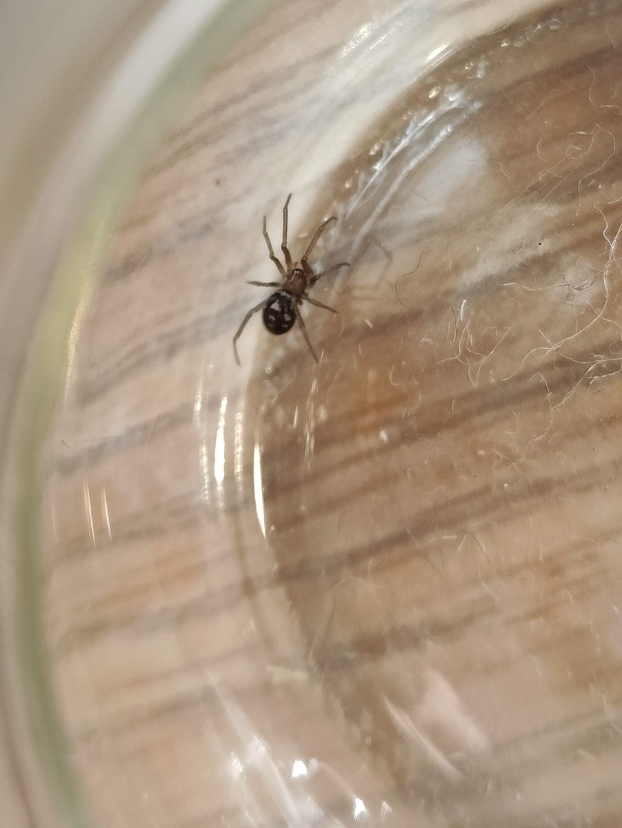 megaserg81's tweet photo. @Arachno_Cosas hola!
Región: Cholula, puebla
Esta amiga mide 3mm. Sabrás si es de IM? Gracias! https://t.co/mPIezb5tSx