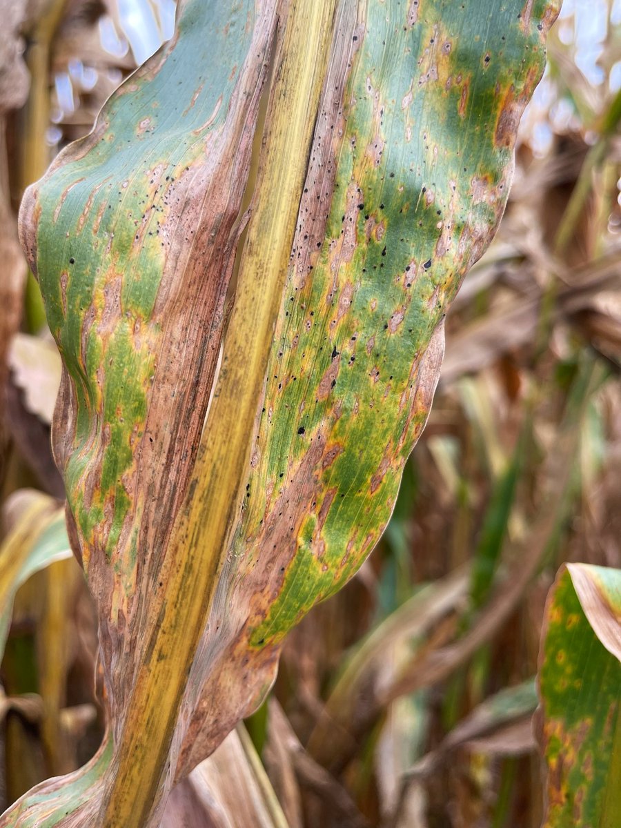 👀Tar spot alive and well in Princeton, KY this week. 👀 Infection appeared to be late and not impacting yield this season. While the grain will soon be leaving the field the spores will remain. Be vigilant my friends. #alwaysscouting #planningfor24