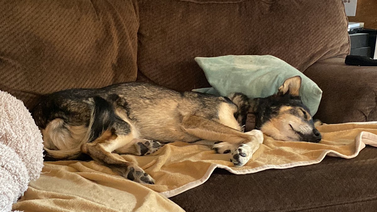AddisonBrothers's tweet photo. @BlairBraverman But most importantly. Do they like couches? https://t.co/VOWi9r3CCF