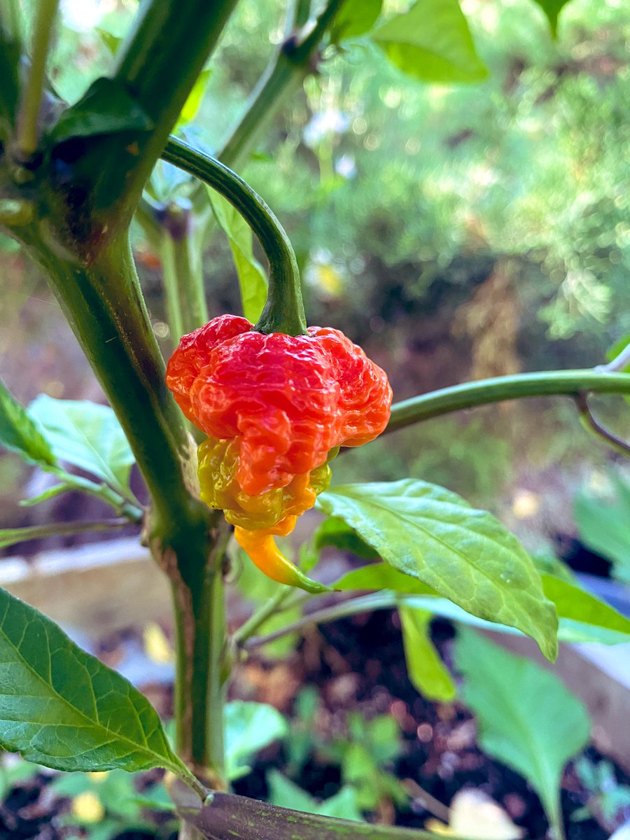 chiliLAB 🇨🇦🌶️ tweet media
