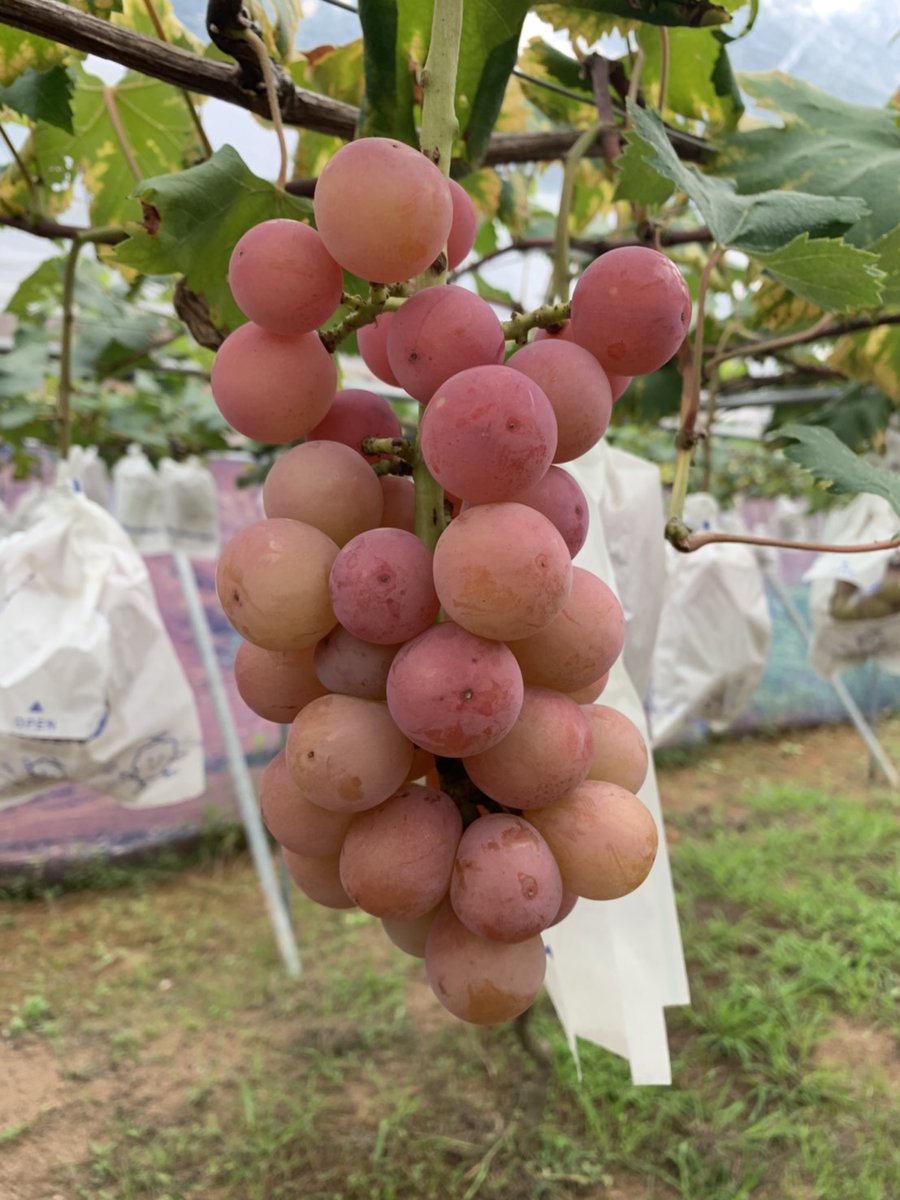フルーツランド Fruit Land外塚農園 【フルーツランド とつかのうえん