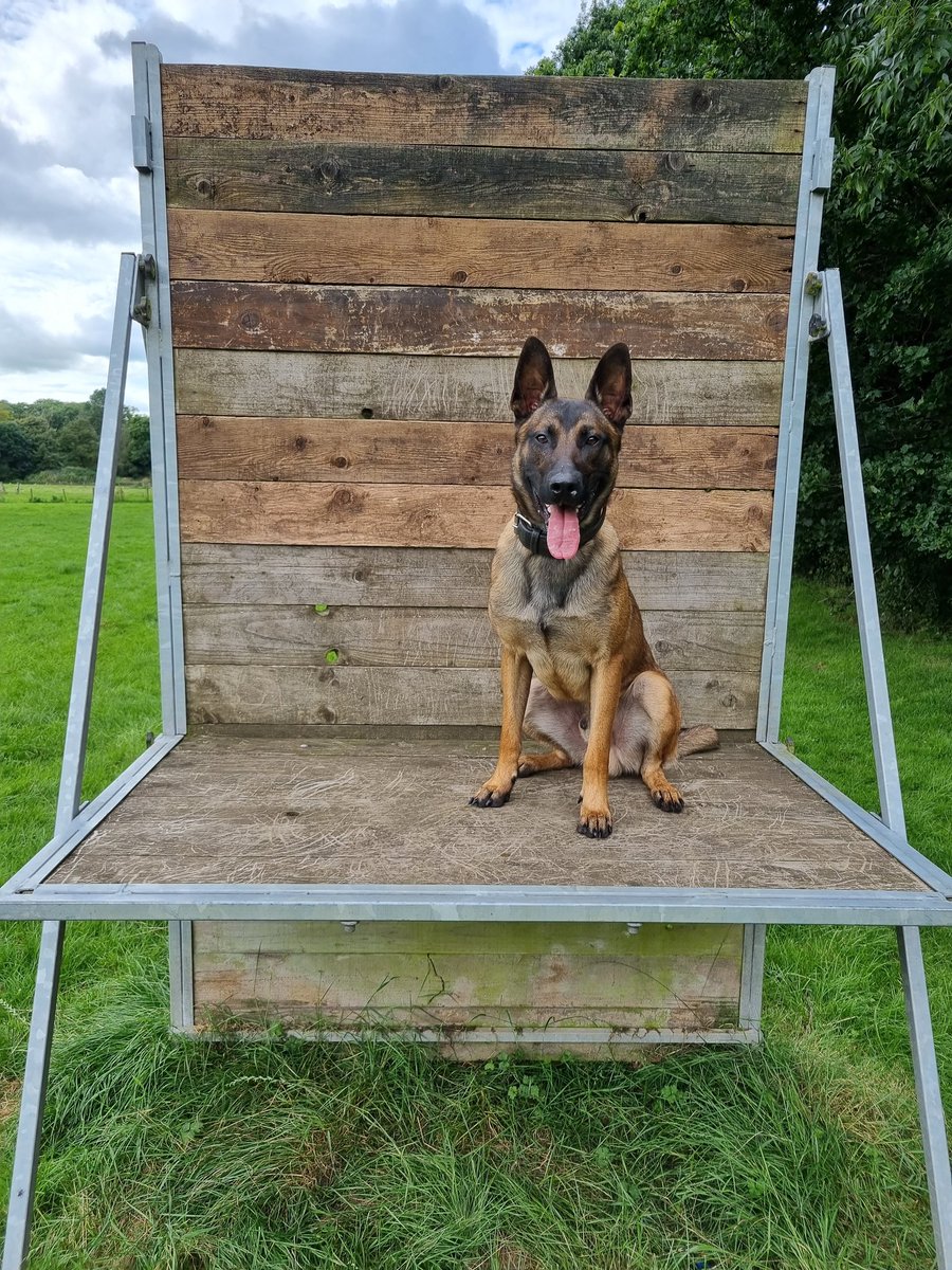 K9Scottish's tweet photo. @The_NFRSA @thedogman_918 He looks just like his brother, #TPDTag π€©
Best of luck to Freddie πͺ https://t.co/6stAWlUu9K