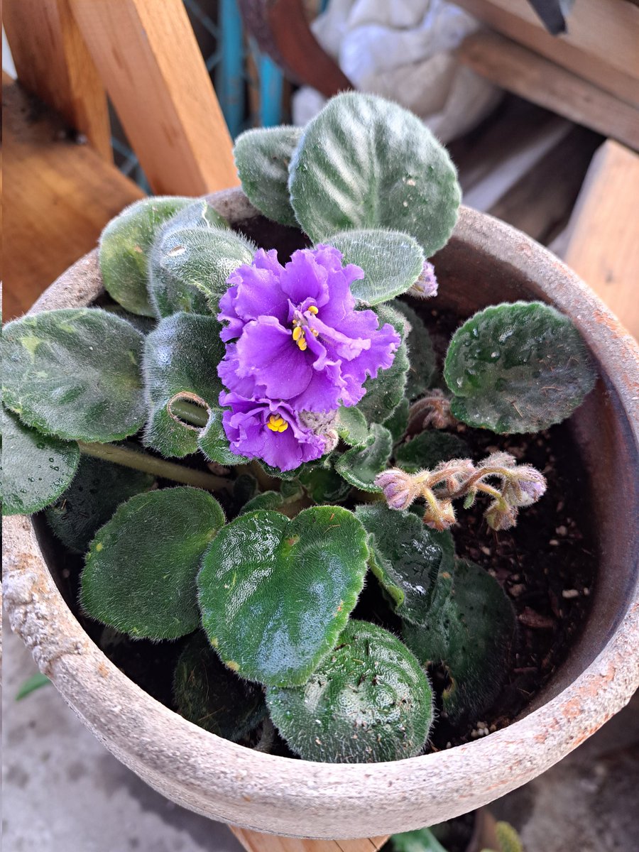 blaurora's tweet photo. Cuando volé del nido, mi abuelita me regalo una violeta (siempre le chuleaba las suyas); durante esos casi 9años, nunca floreció mi plantita. Este año, mi abue ya no está en cuerpo, pero se hizo presente en la violeta que sí 💐 https://t.co/IgwiqaeYqz