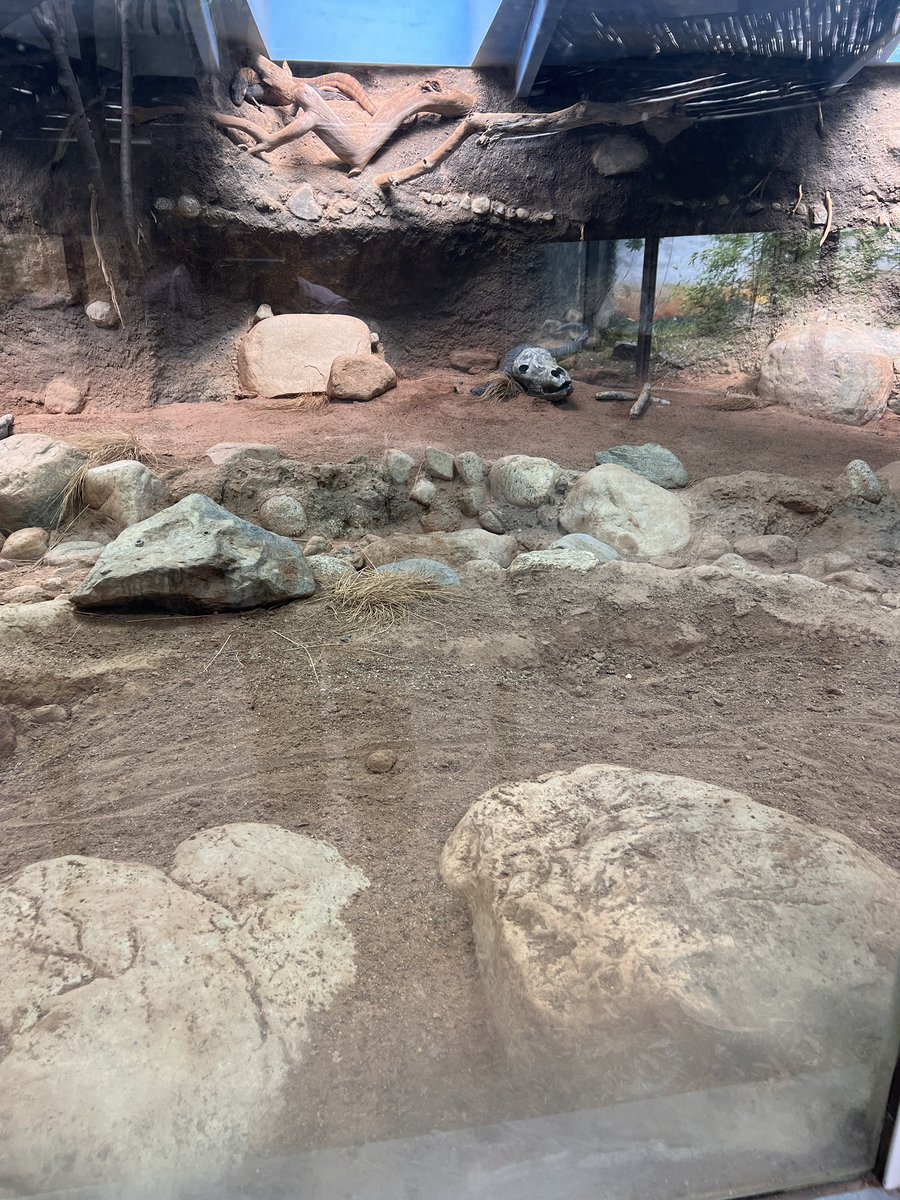 Afro_Herper's tweet image. Interesting thing about Komodo dragons, the young are good at climbing trees to escape the older ones who aren’t so great at it so they don’t get cannibalized. Can you #FindThatLizard? Let me know with #FoundThatLizard!