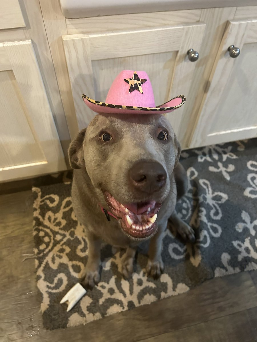 LCheesecakery's tweet photo. Came home and our girl Layla binging Yellowstone… @Yellowstone #silverlabs https://t.co/7bn2B5H9pR
