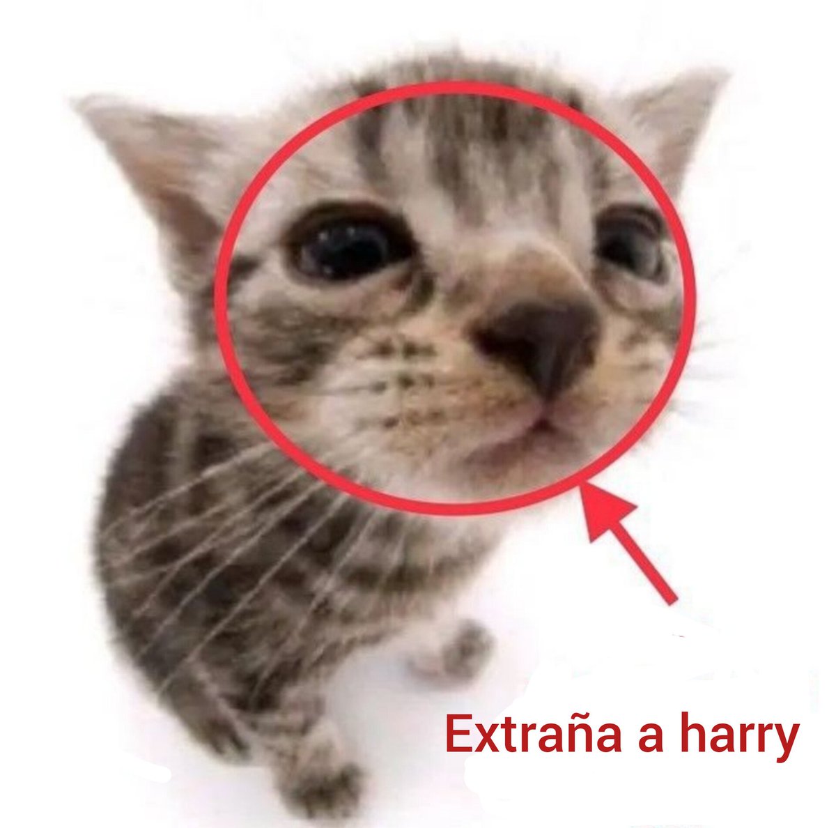 HarryMexOficial's tweet photo. https://t.co/nA0475iULB