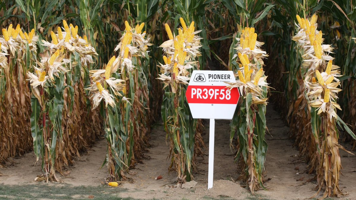 🧵 sale hilo sobre una marca tremenda, que tiene mucho condimento, qué tal vez sepan, pero me resultó interesante y refleja muchas cosas del mundo 🌽